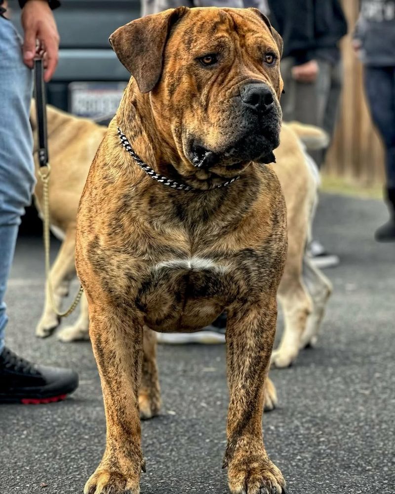 Mastiff