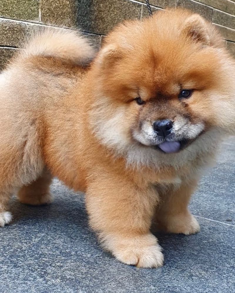 Chow Chow