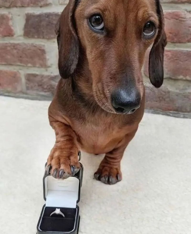 Dachshund