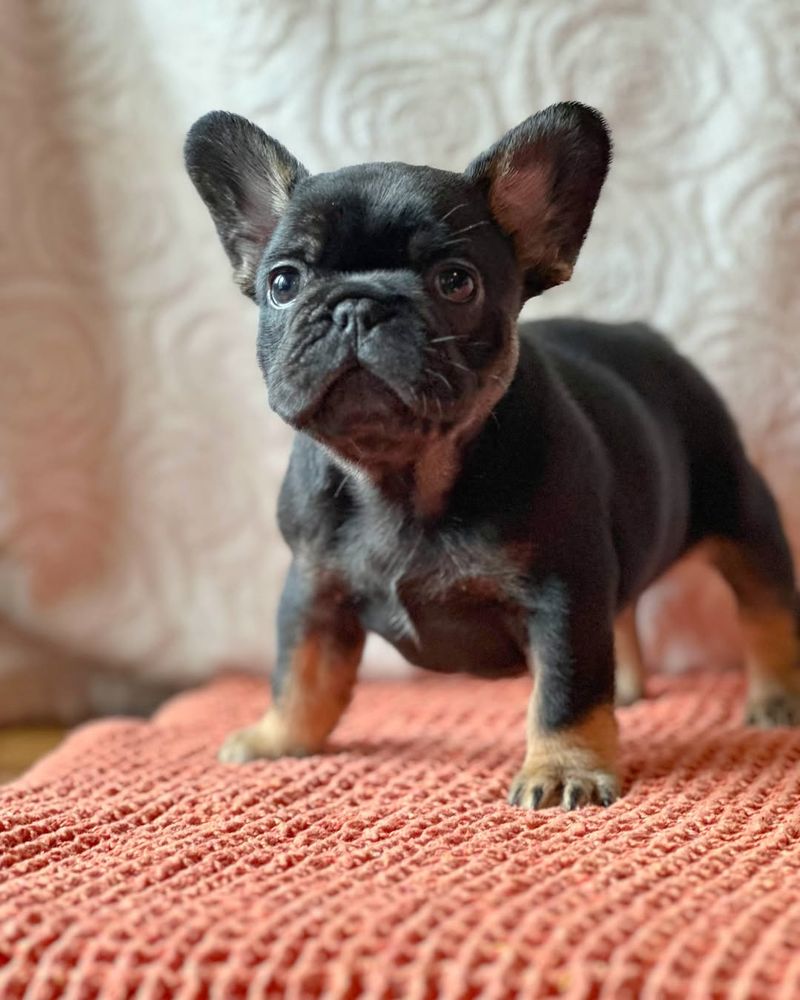 French Bulldog