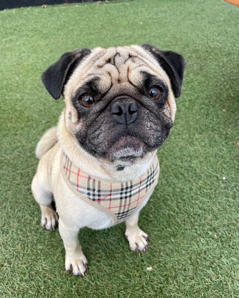 Pug