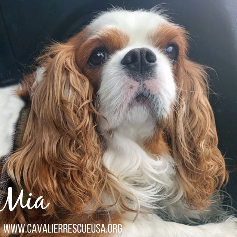 Cavalier King Charles Spaniel