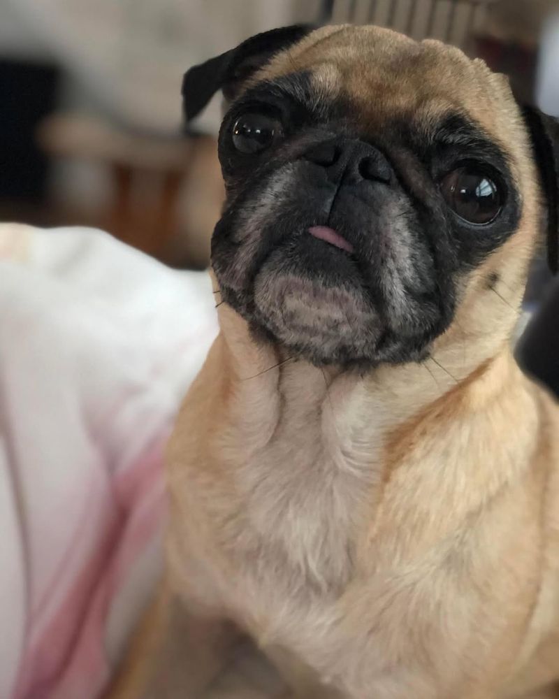 Pug