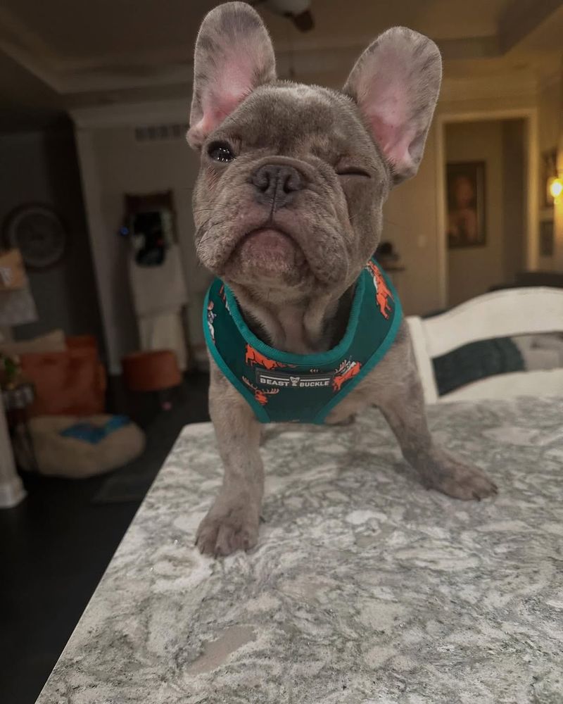 French Bulldog