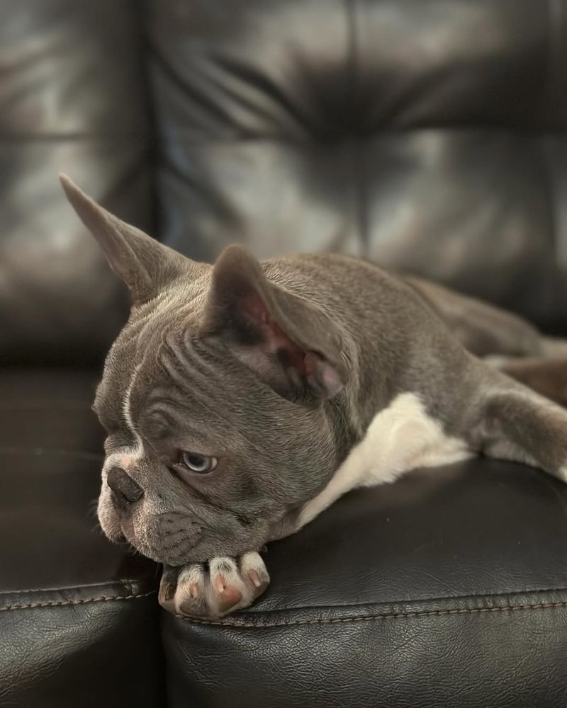French Bulldog