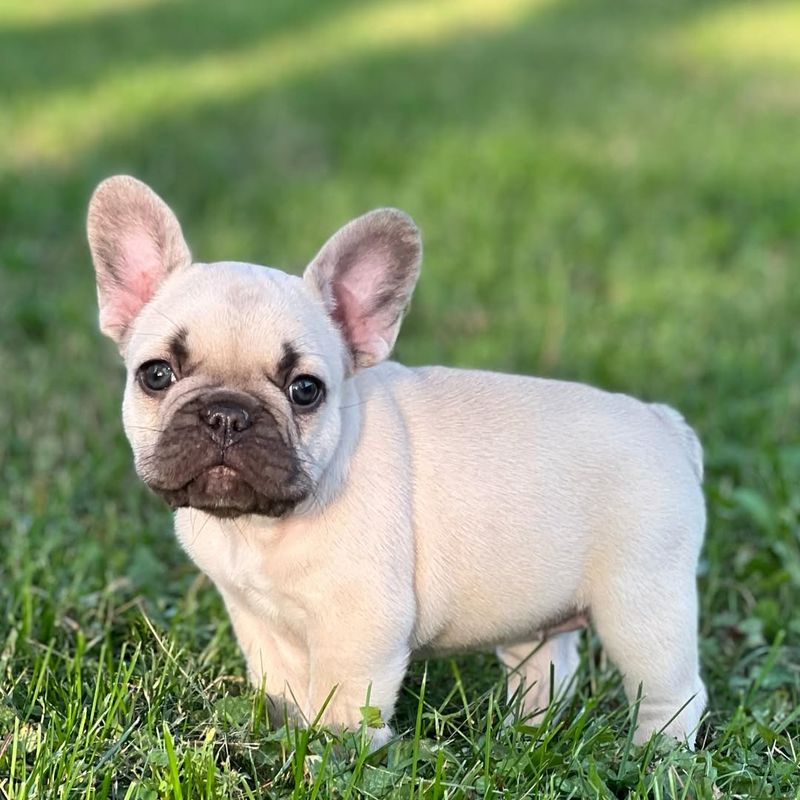 French Bulldog