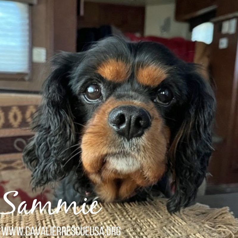 Cavalier King Charles Spaniel