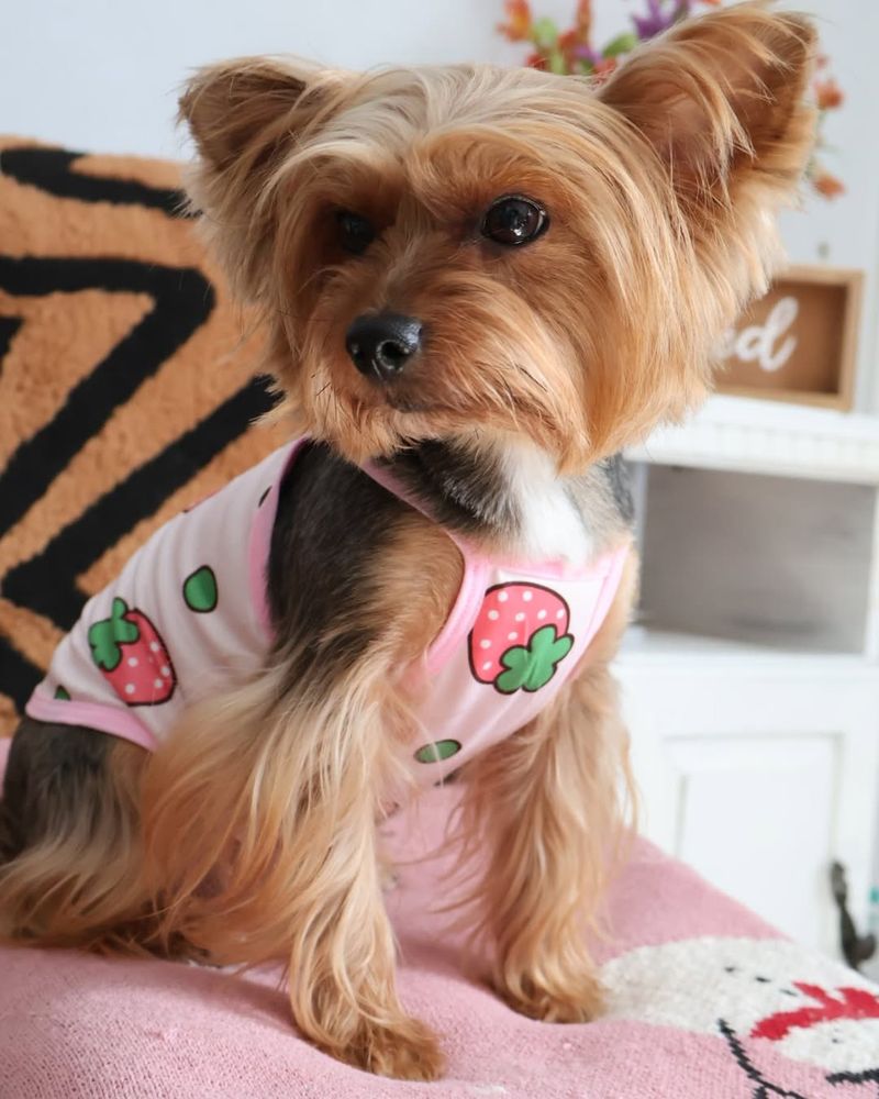 Yorkshire Terrier