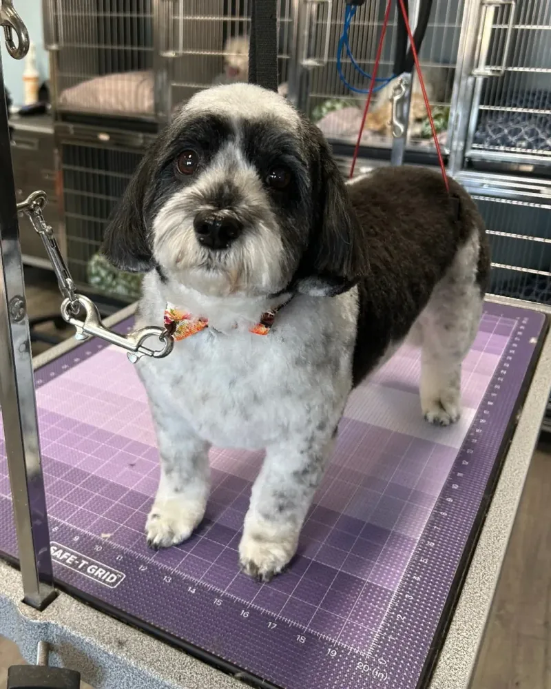 Changes in Grooming Habits