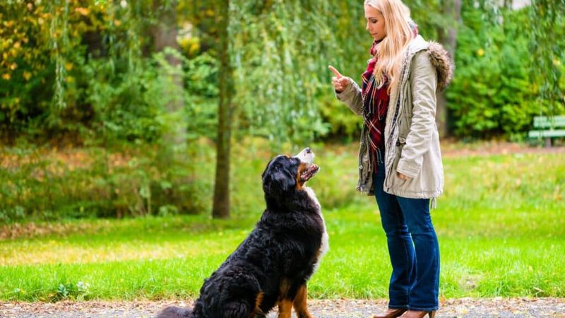 Obeying Commands