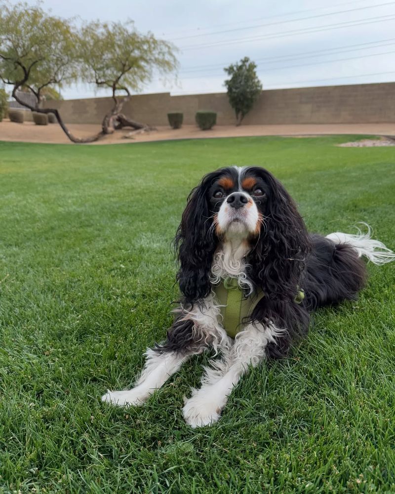 Cavalier King Charles Spaniel