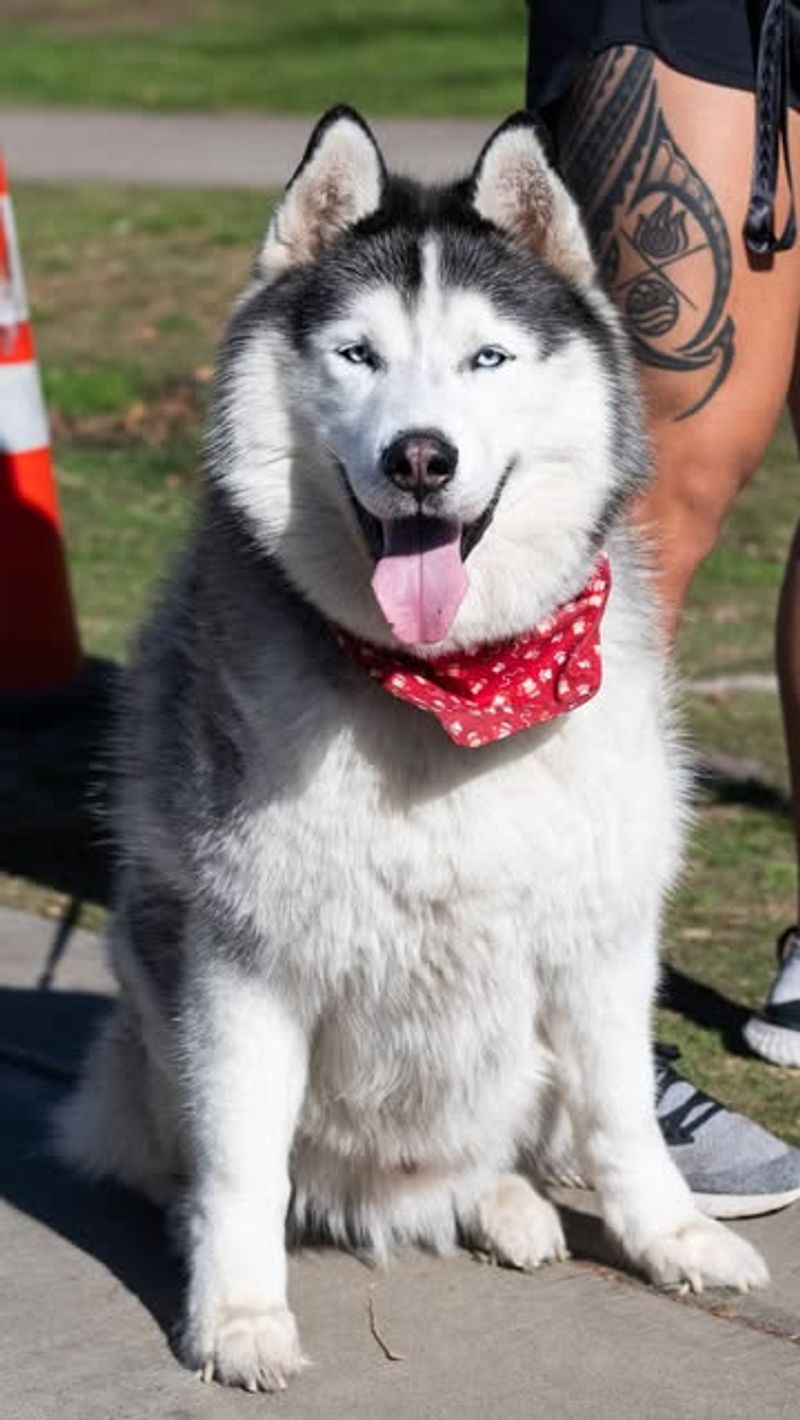 Siberian Husky