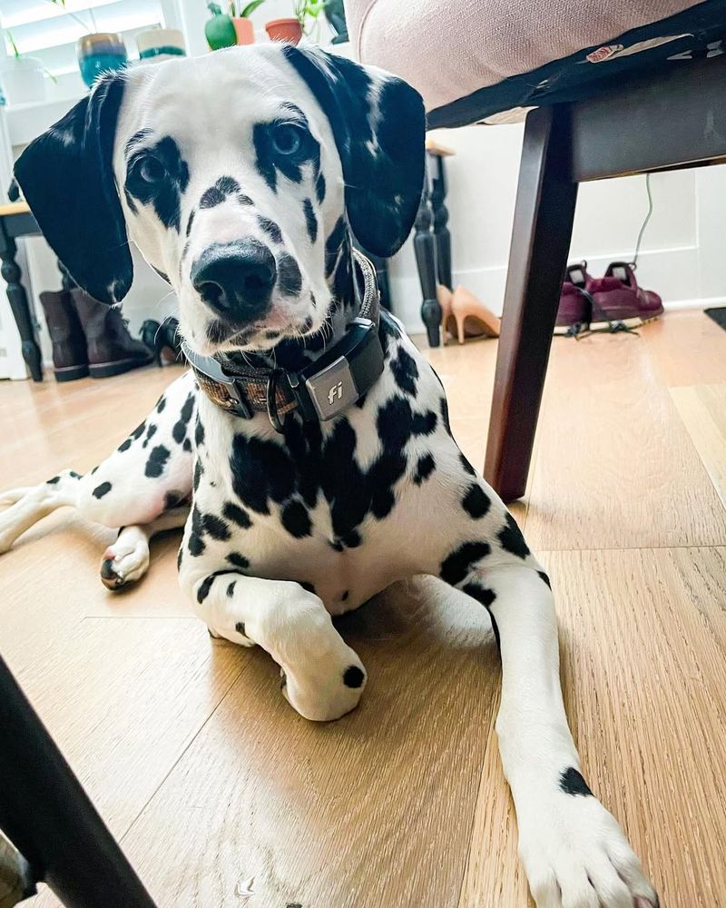 Dalmatian