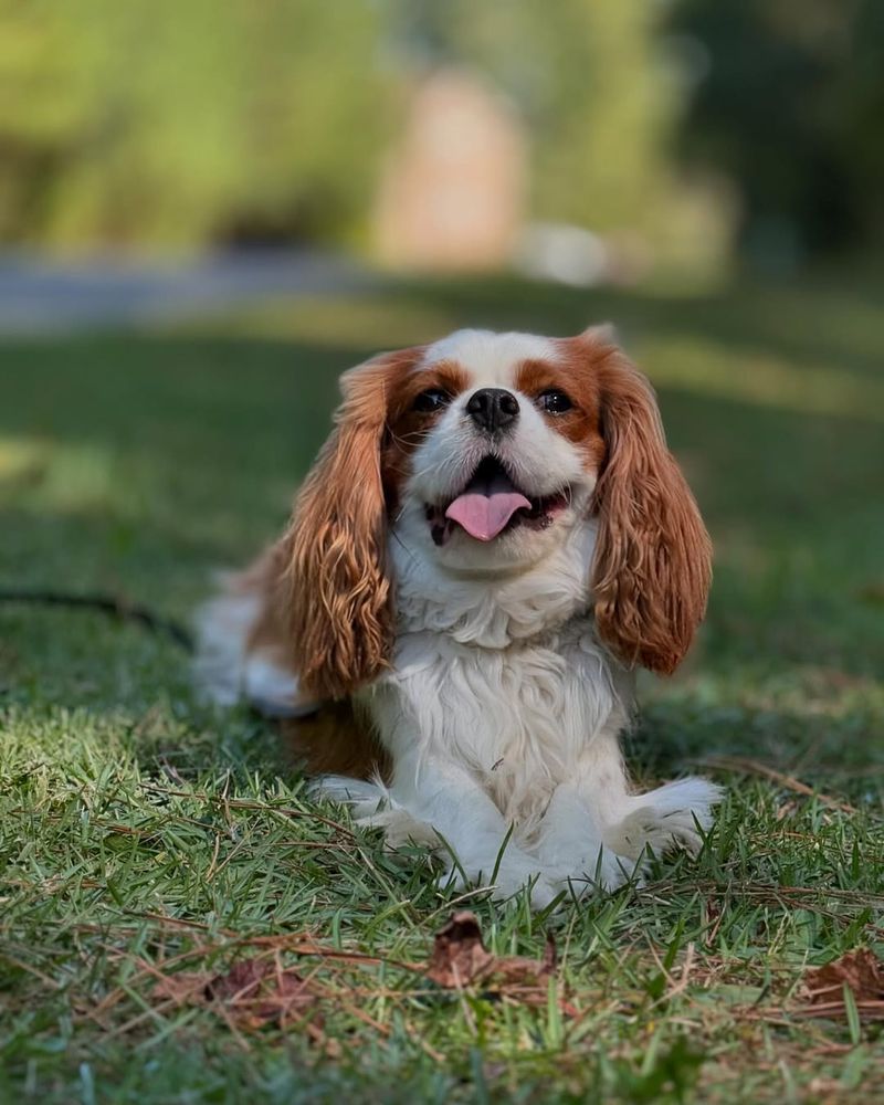 Cavalier King Charles Spaniel