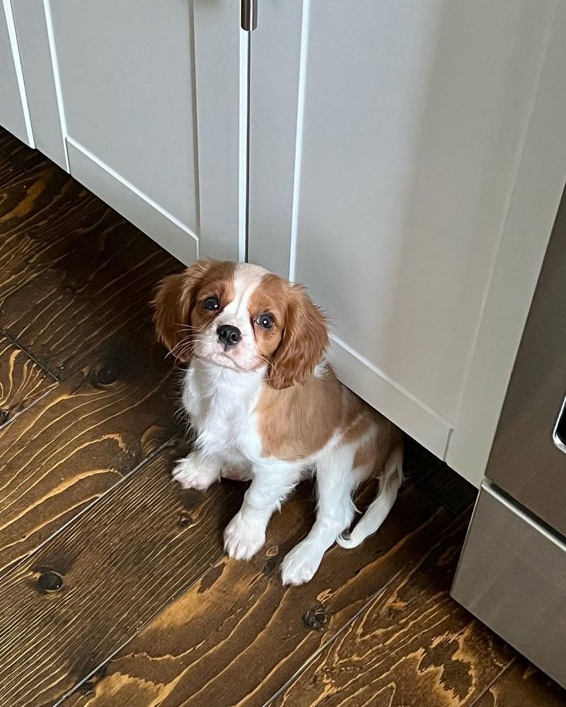 Cavalier King Charles Spaniel