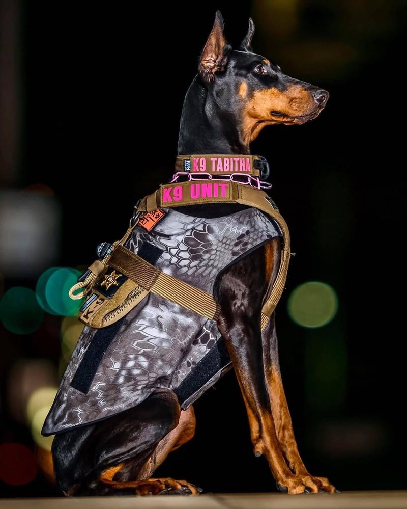 Doberman Pinscher