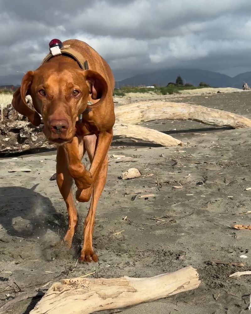 Vizsla