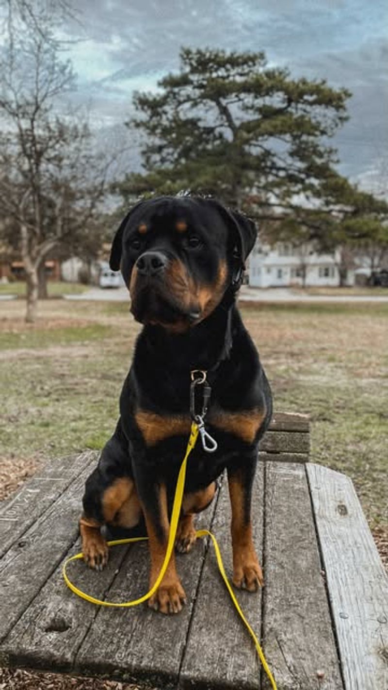 Rottweiler