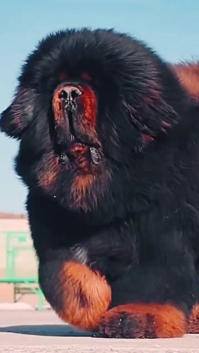 Tibetan Mastiff