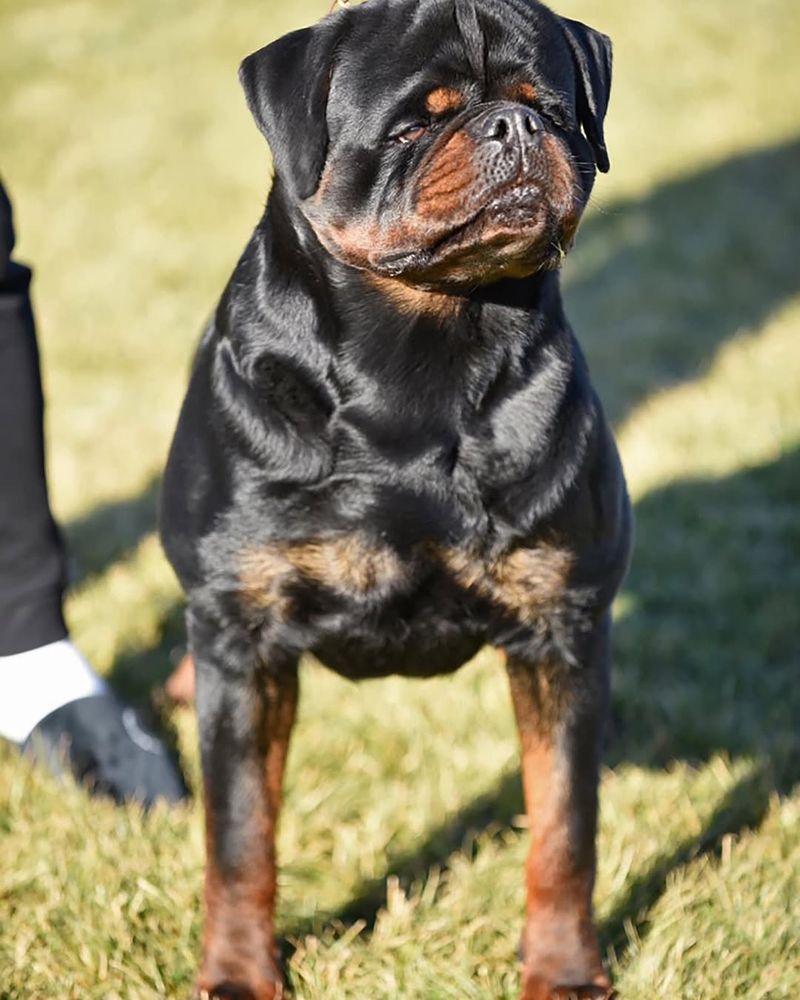 Rottweiler