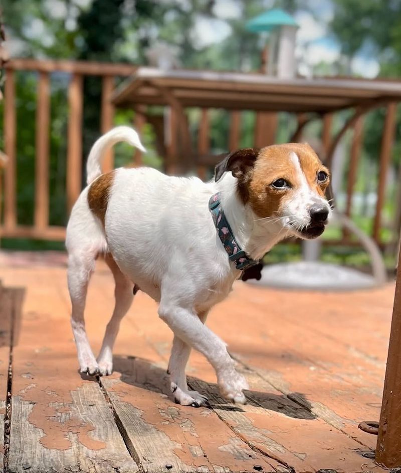 Jack Russell Terrier