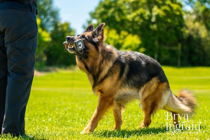 German Shepherd