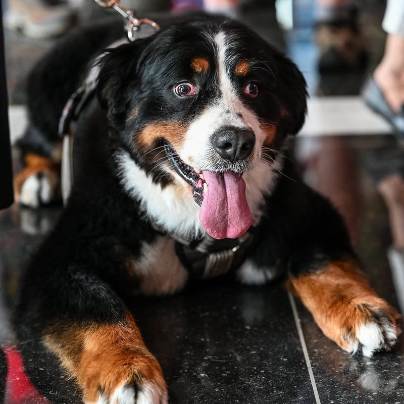 Bernese Mountain Dog