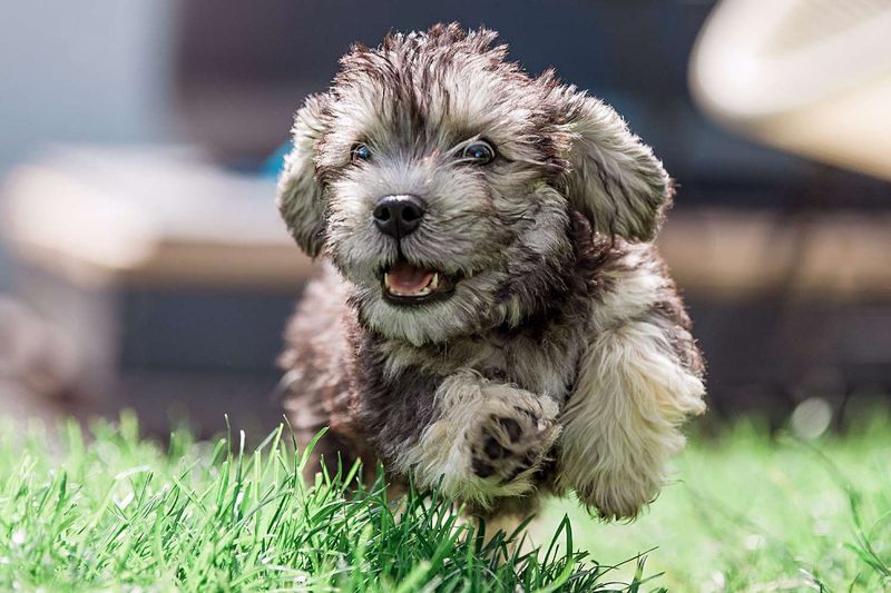 Dandie Dinmont Terrier