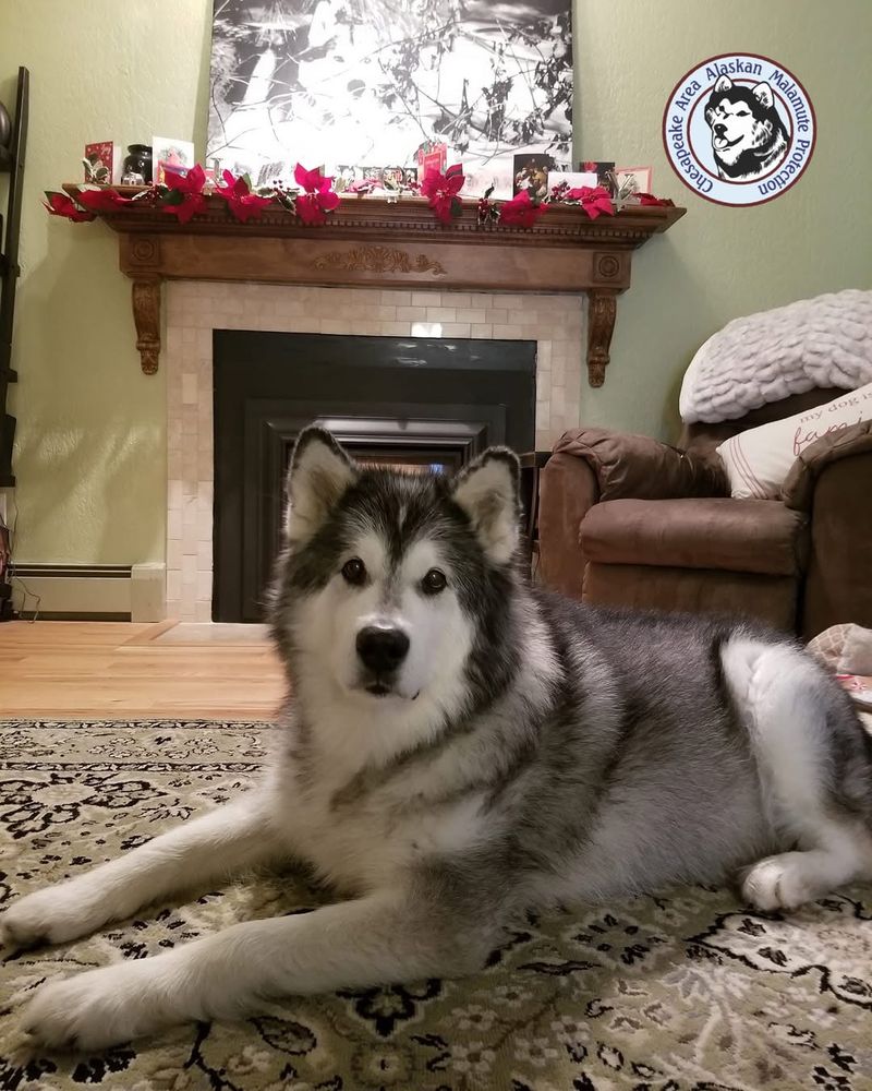 Alaskan Malamute