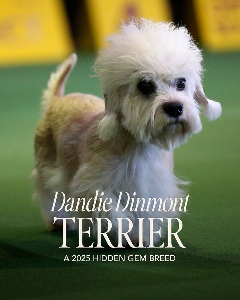 Dandie Dinmont Terrier