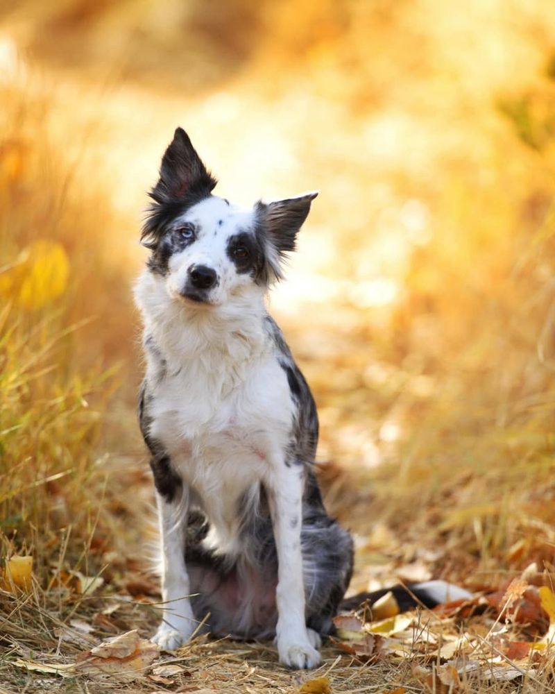 Border Collie