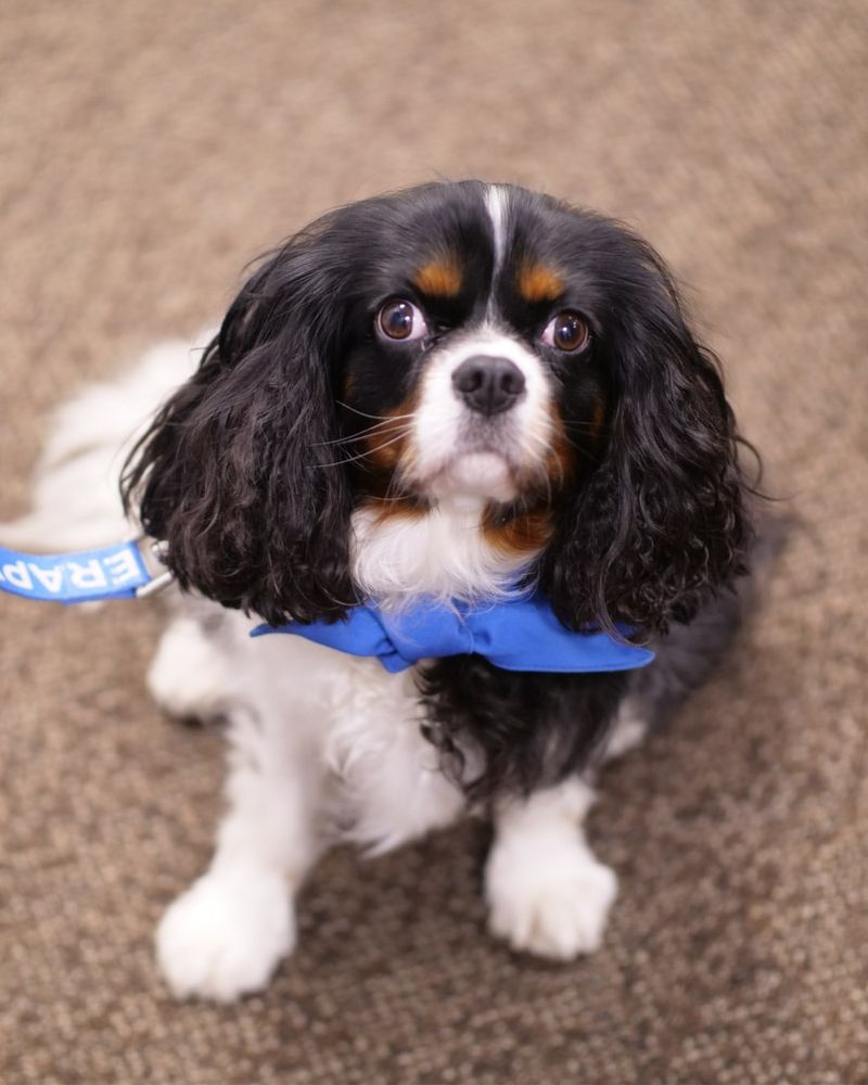 Cavalier King Charles Spaniel