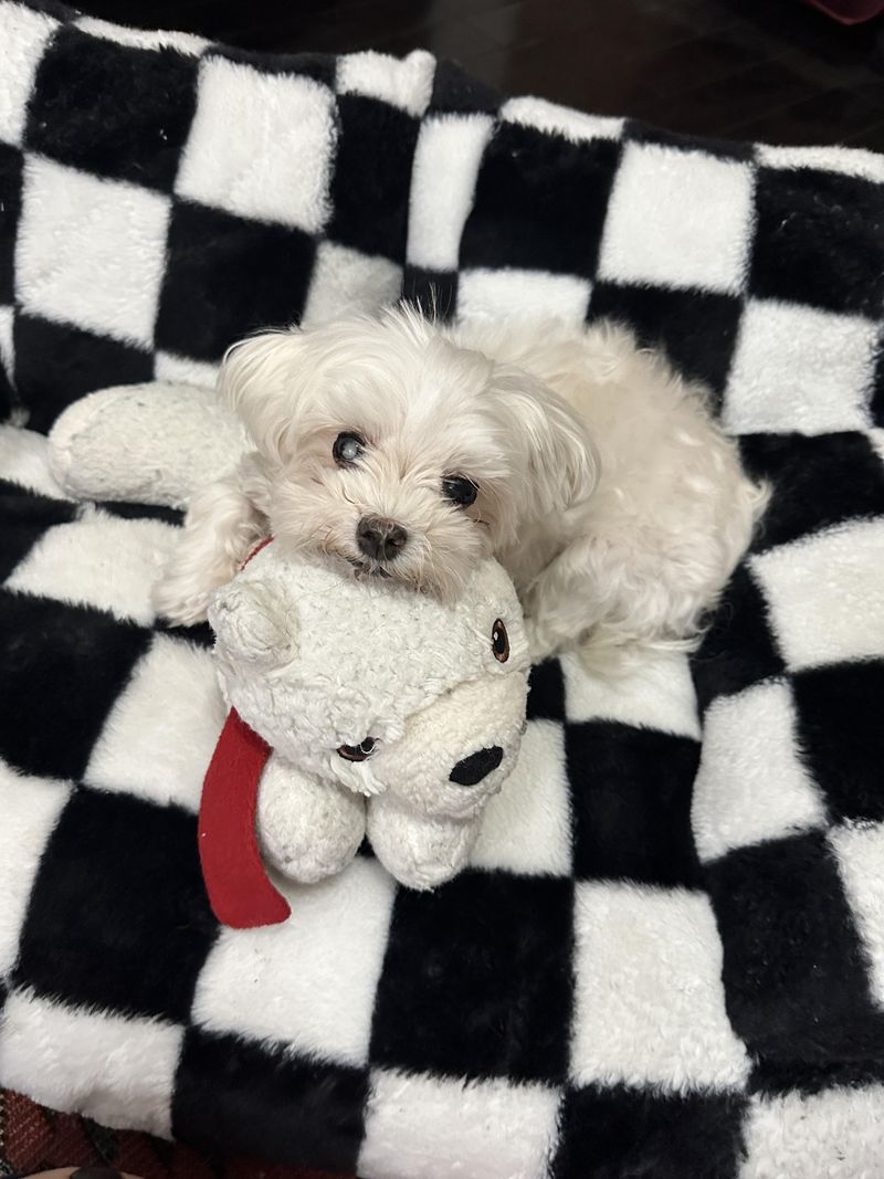Maltese