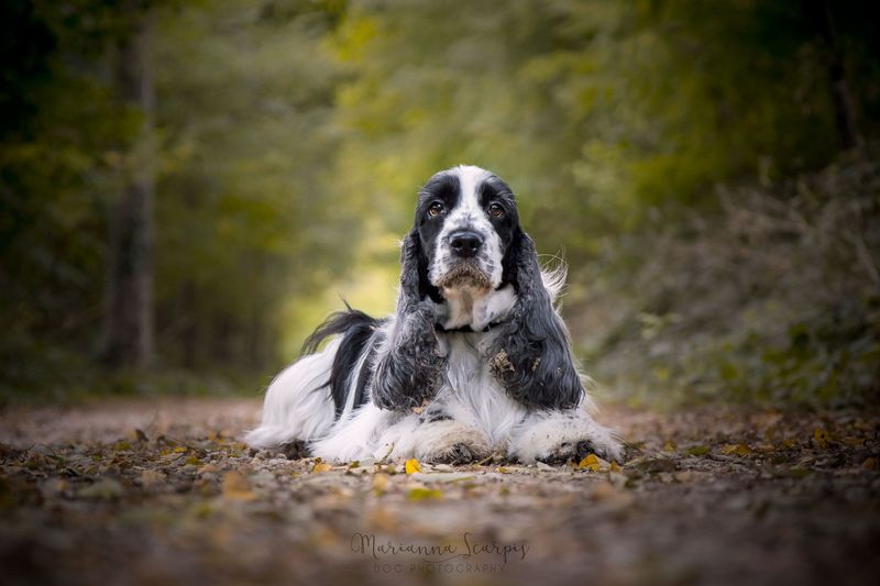 Cocker Spaniel
