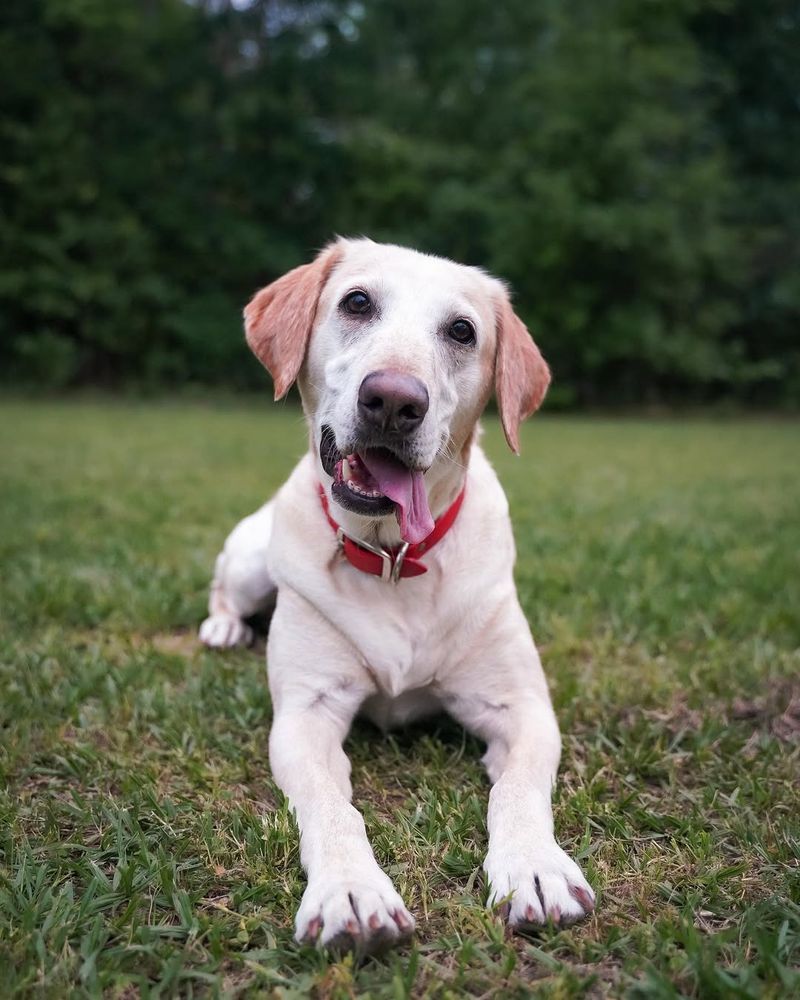 Labrador Retriever