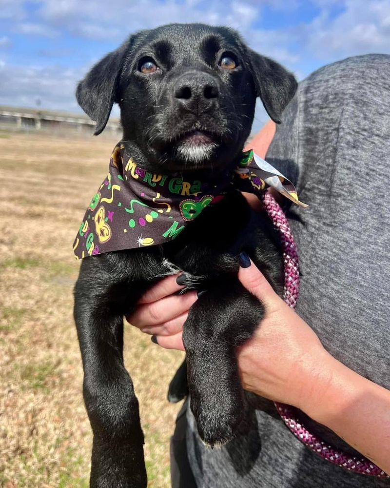 Labrador Retriever