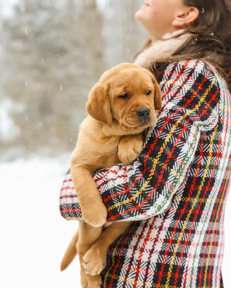 Labrador Retriever