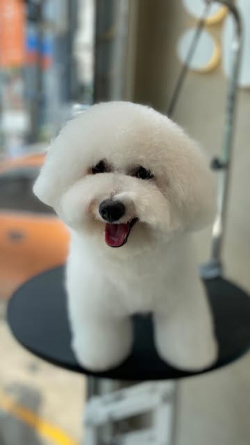 Bichon Frise