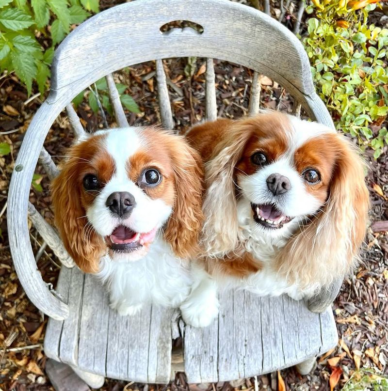 Cavalier King Charles Spaniel