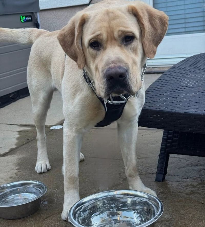 Labrador Retriever