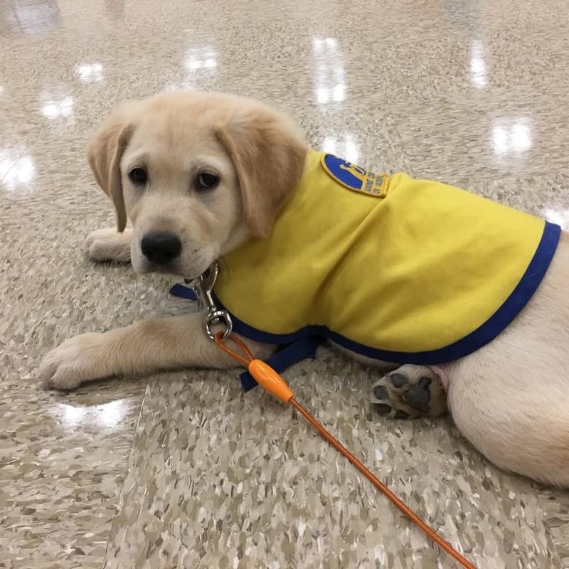 Labrador Retriever