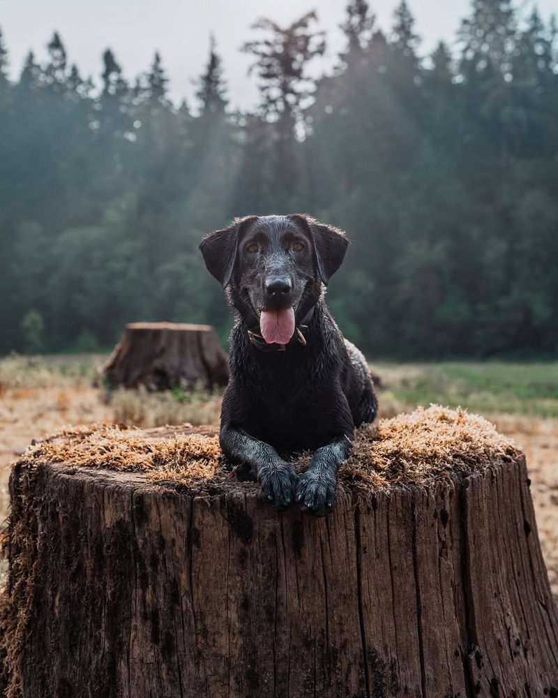 Labrador Retriever