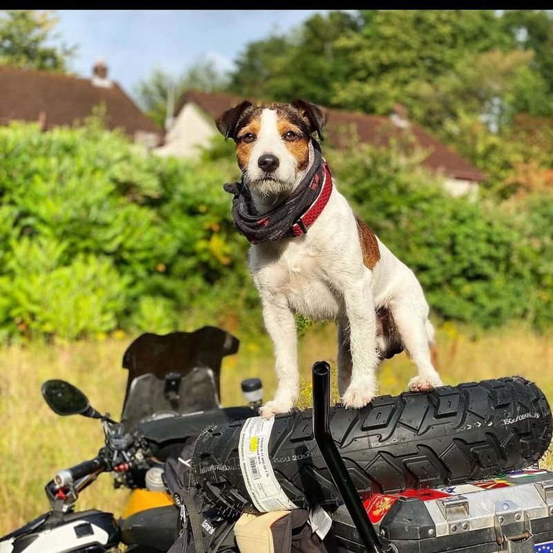 Jack Russell Terrier