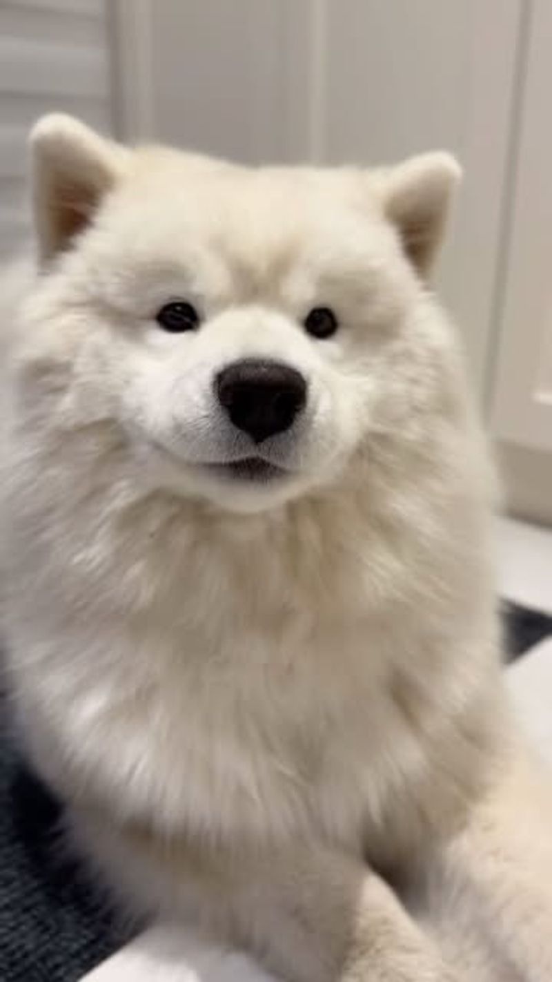 Samoyed