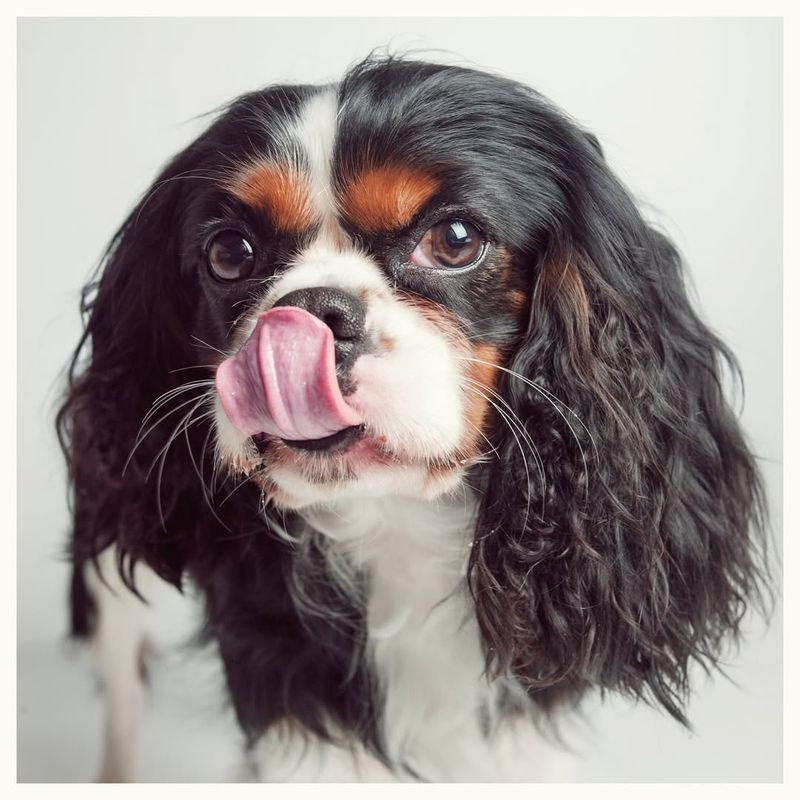 Cavalier King Charles Spaniel