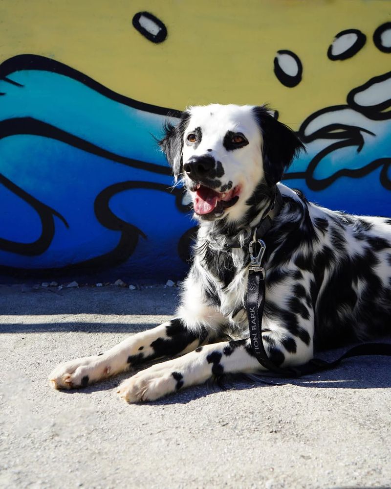 Dalmatian