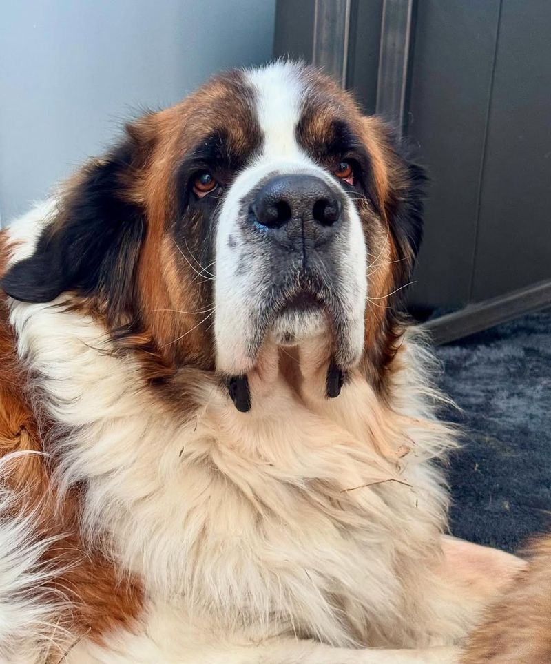 Saint Bernard