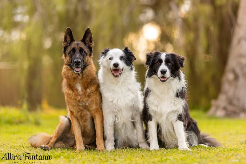 Border Collie