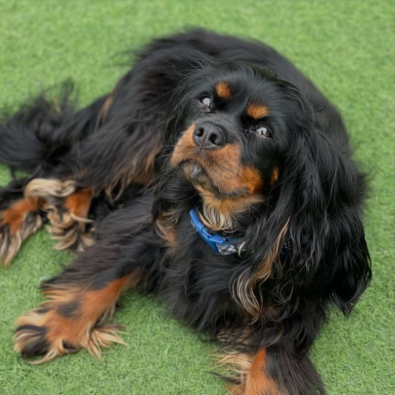 Cavalier King Charles Spaniel