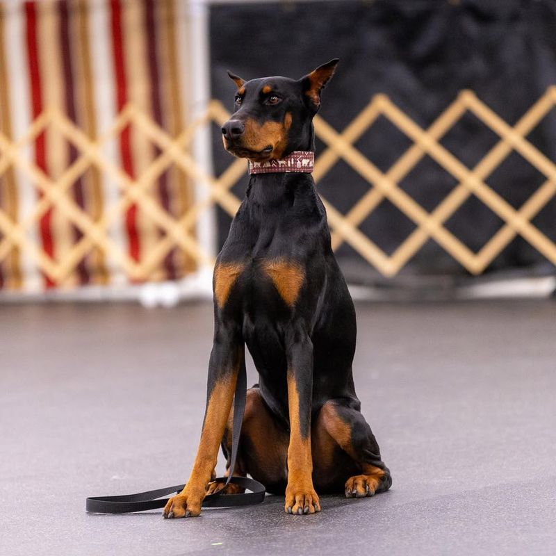 Doberman Pinscher